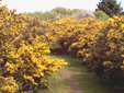 Moust�ro - Groix
